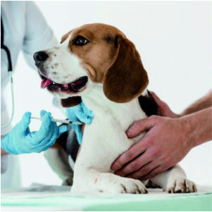 Veterinary Dry Injections