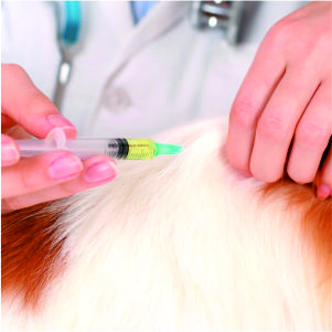 Veterinary Liquid Injections